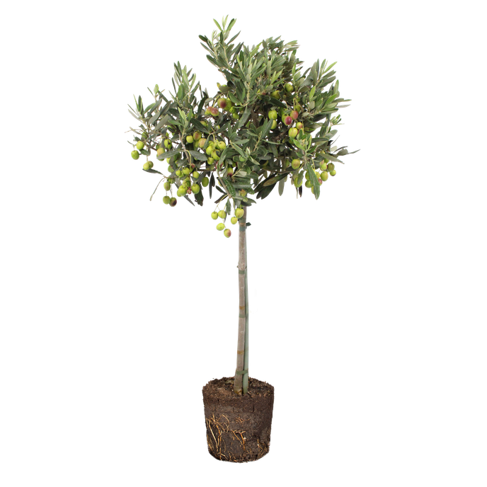 Olea europaea